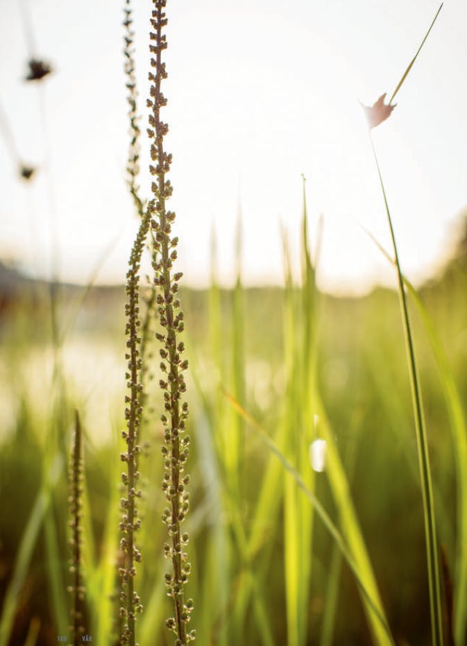 Vår egen koriander Fjæresauløk smaker koriander