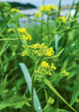 Kål med brokkolismak Gule knopper på Russekål som smaker brokkoli