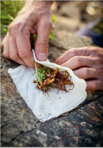 Roten som smaker lakris Sisselrot smaker lakris
