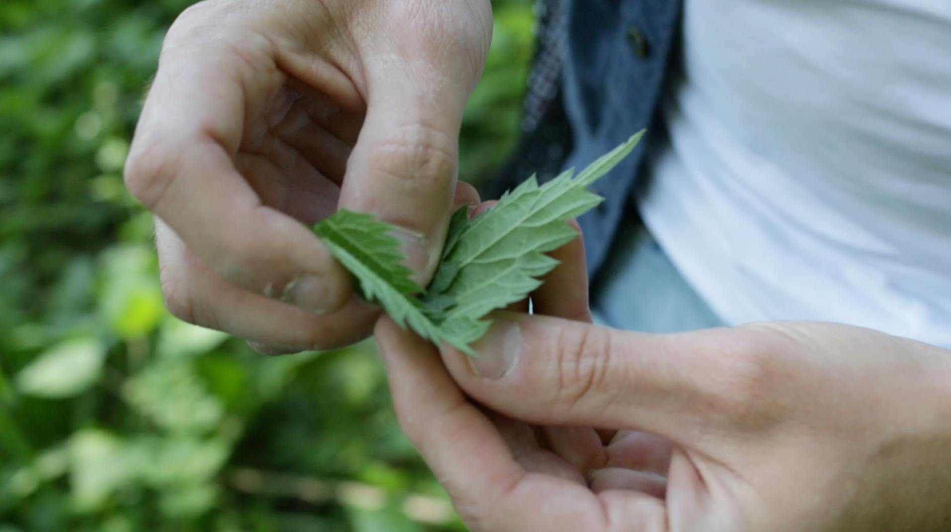 Kult partytriks! slik spise du brennelse rått