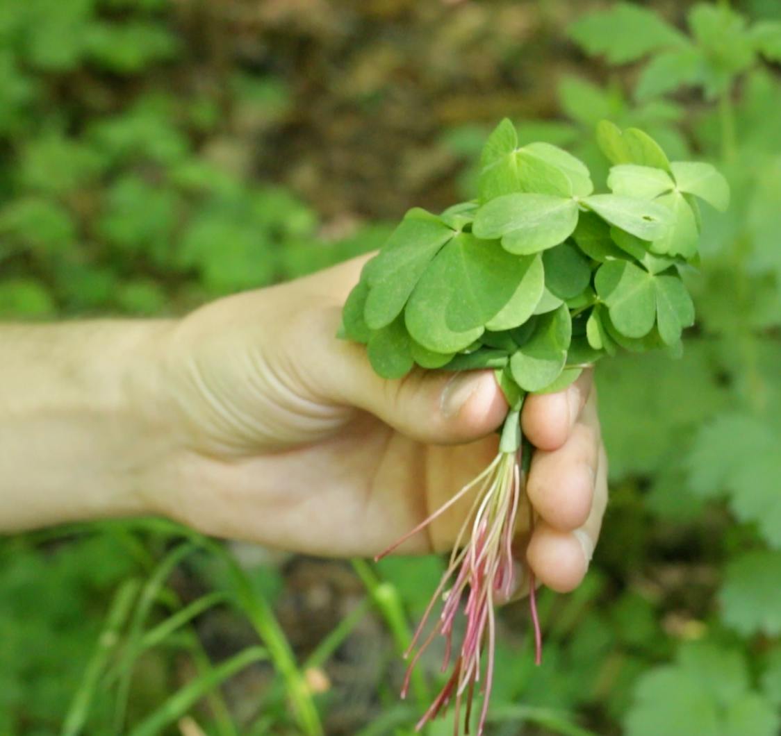 Selve smaken av vår Bunt med Gjøksyre
