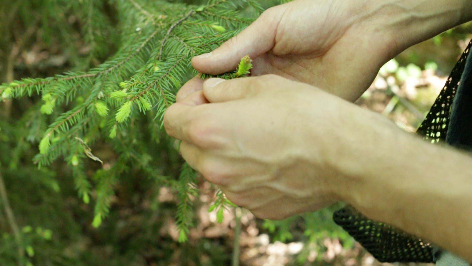 Sommerens fresheste drink med granskudd granskudd kan brukes i sommerens drinker