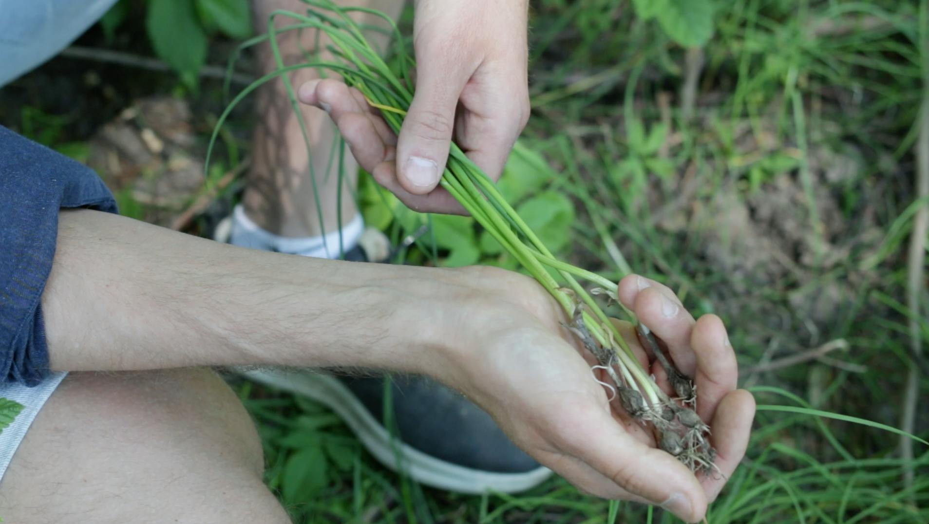 Løk i hele byen vill-løk er også kjent som Norges gourmetløk og er enklere å finne enn ramsløken
