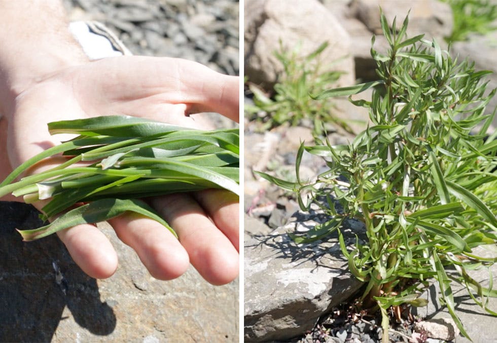 Smaken av sjø og salt Strandstjernen smaker østers