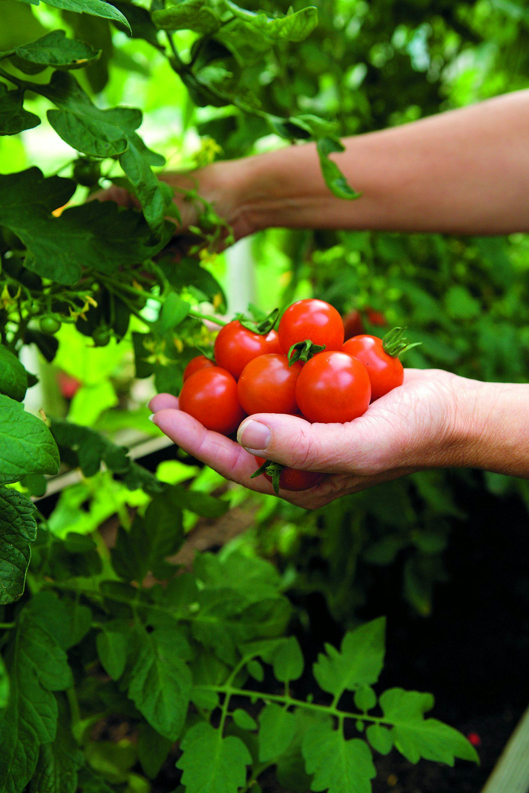 vaxthus0667 Dyrke tomater i drivhus