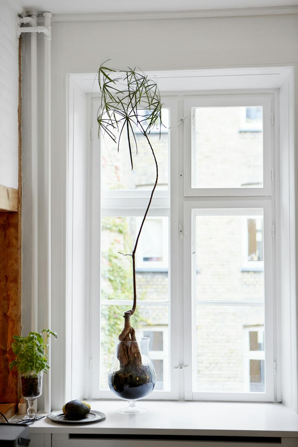 Se min bolig: Sofia Lynggaard plante