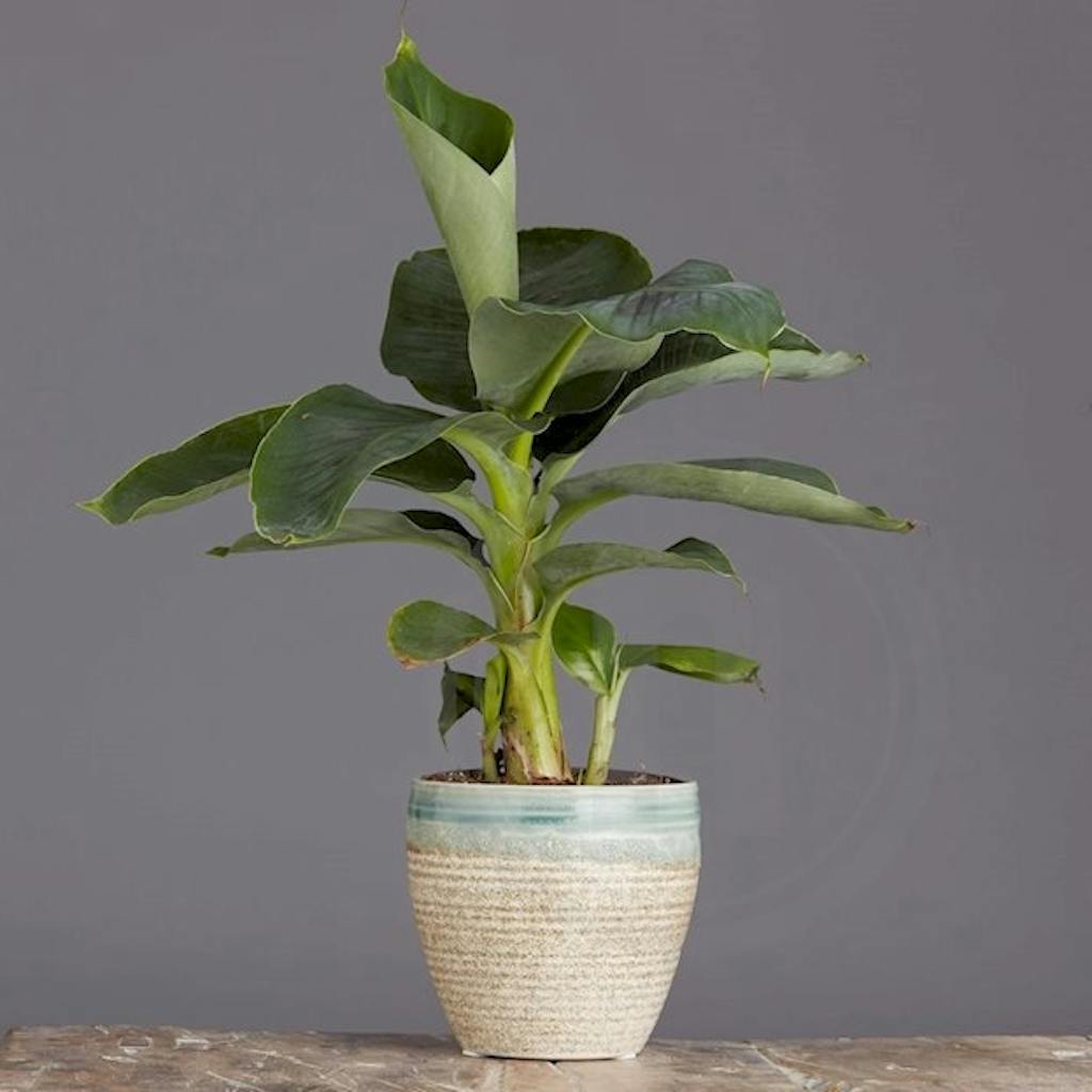 Bananpalme innendørsfrukttre
