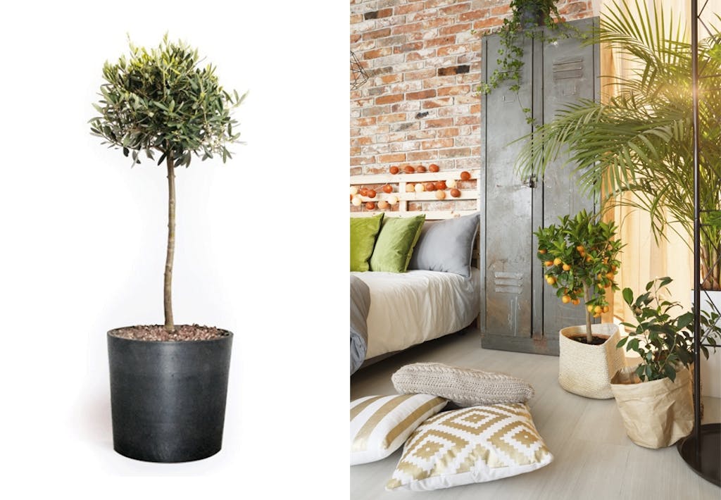 6 flotte frukttrær du bør invitere inn