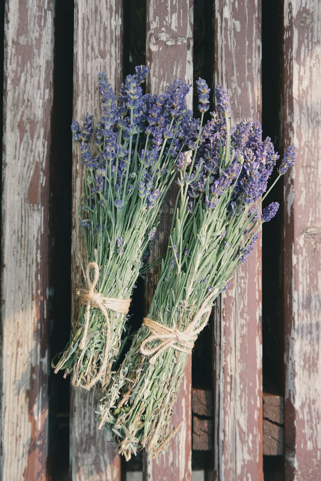 Lavendel Lavendel