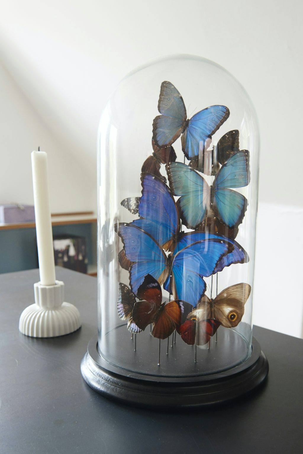 Sommerfuglemontre Sommerfuglemontre