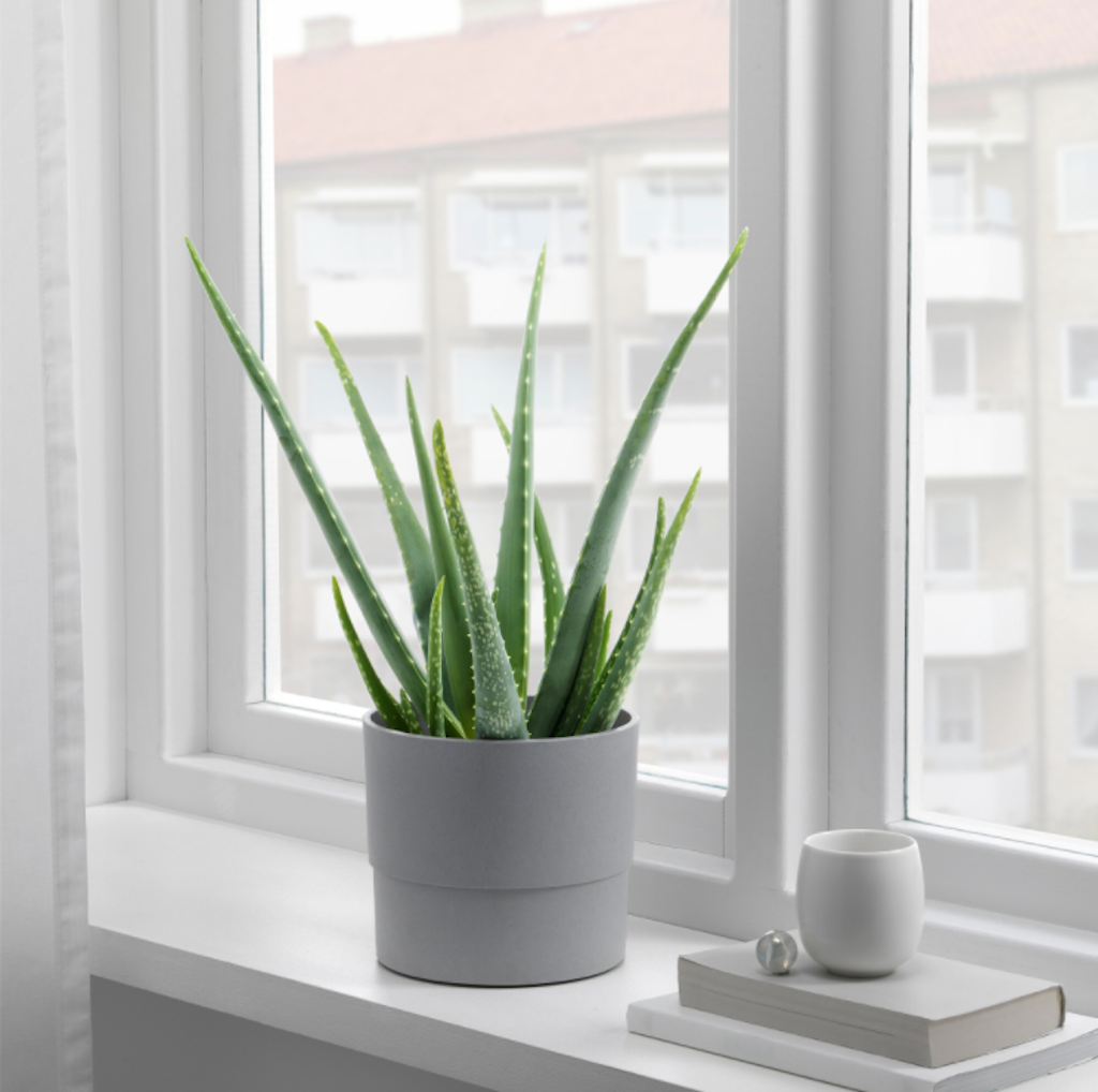 Aloe vera-plante fra IKEA Aloe vera-plante fra IKEA
