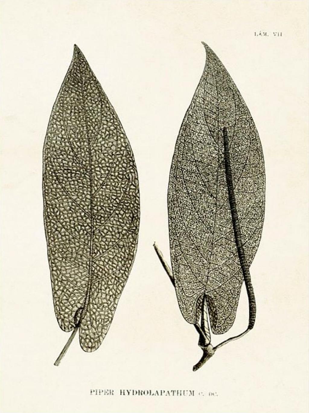 Botanisk skitse af blade i plakatformat fra Ellos.