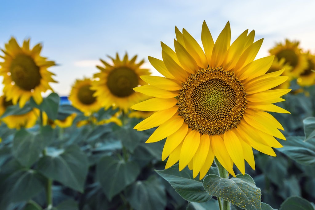 sunflowers at dawn