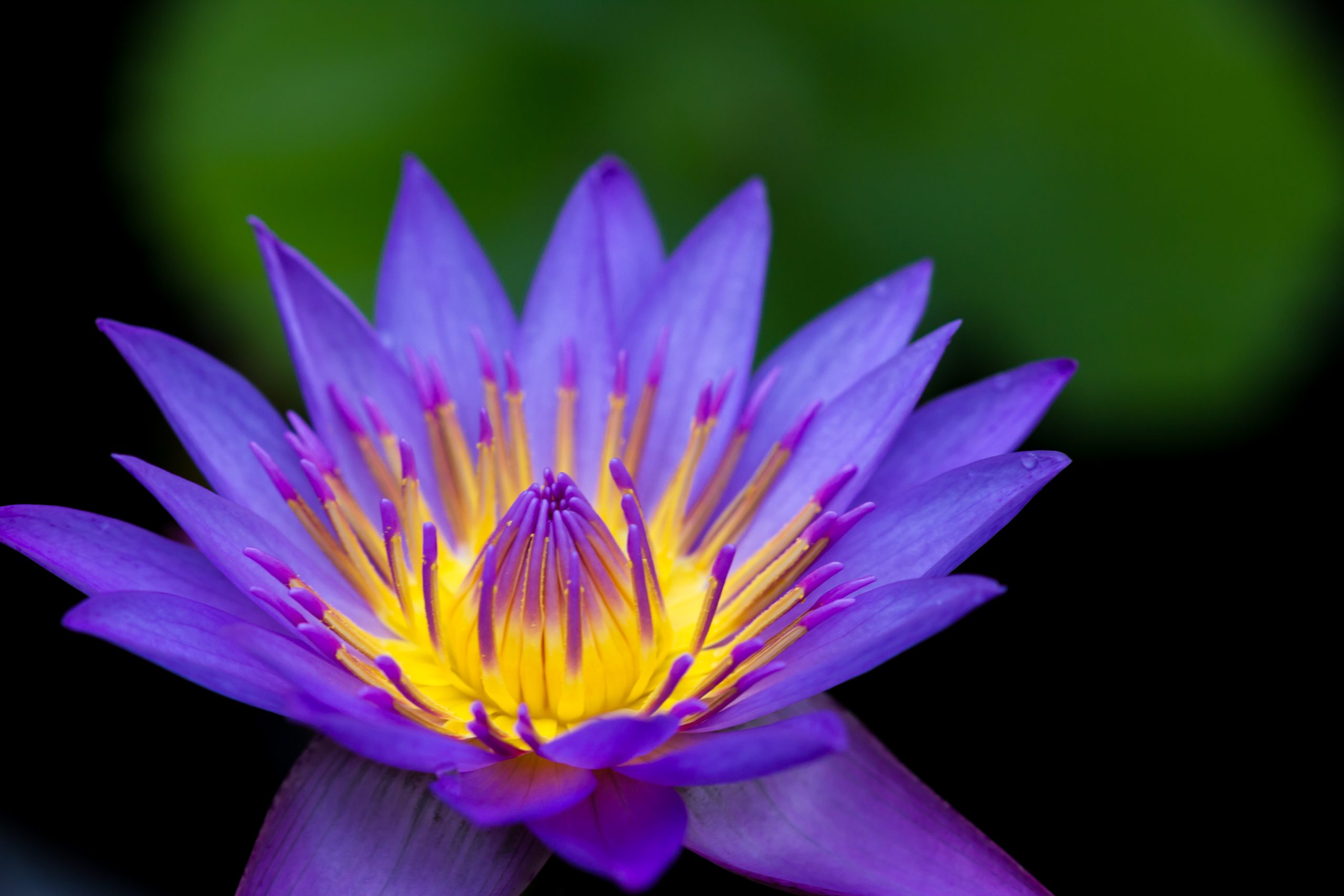 En lille blomst med en gul kerne komplementerer hinanden rigtig godt farvemæssigt.