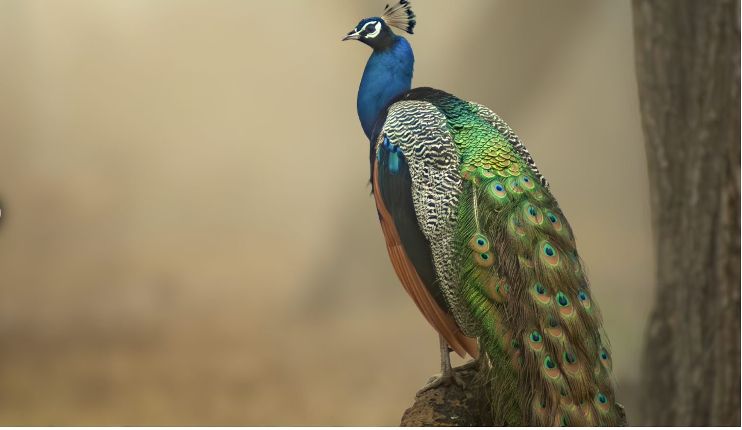 Tekoälyllä saa taustan sumennettuaniin kuin kuva olisi otettu hienolla ammattitason objektiivilla.