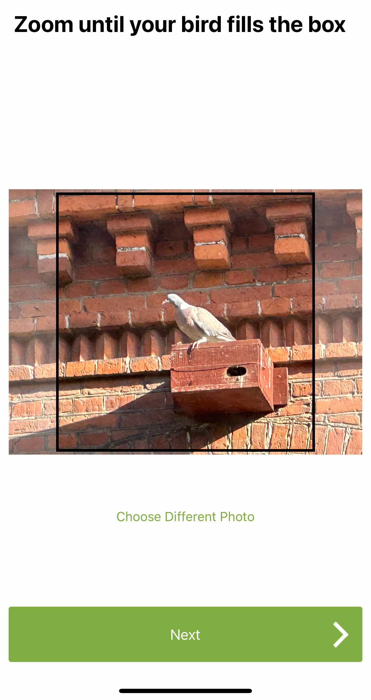 Merlin kan fortelle deg hvilken art det er når du tar et bilde av fuglen med mobiltelefonen din.