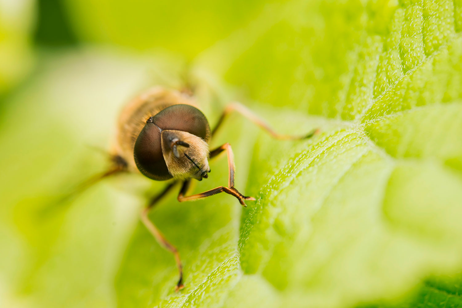 PhotoPills fortæller, hvor meget af insektet du kan få skarpt, når du skyder makro.