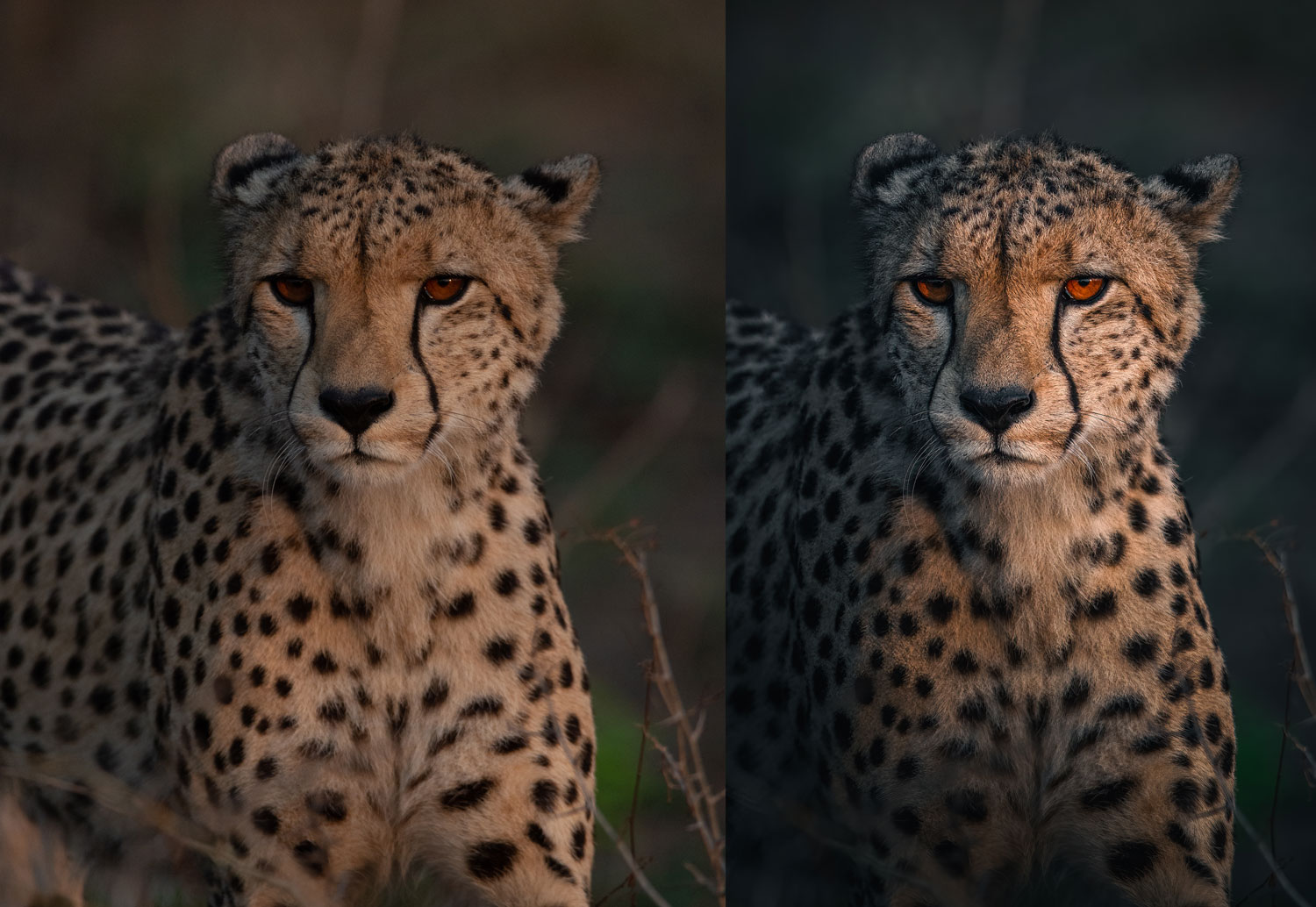 Forbedringen er markant efter Karolina har redigeret billedet.