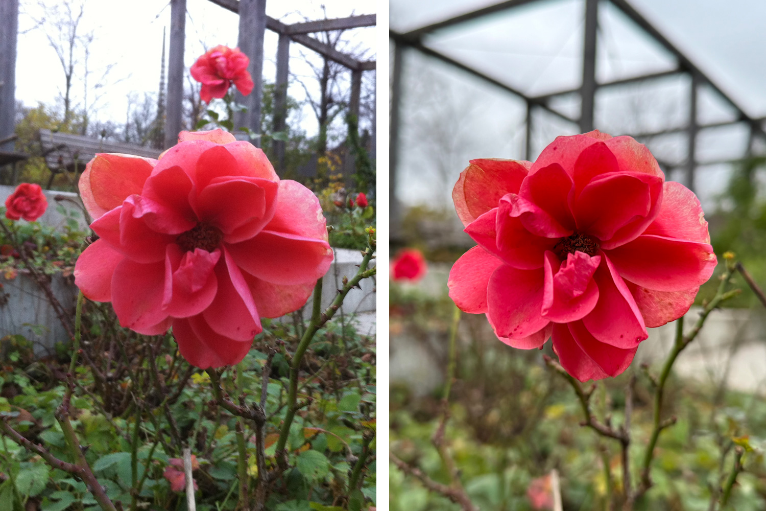 Billede af blomst taget med iPhone 4 og iPhone 15 Pro.