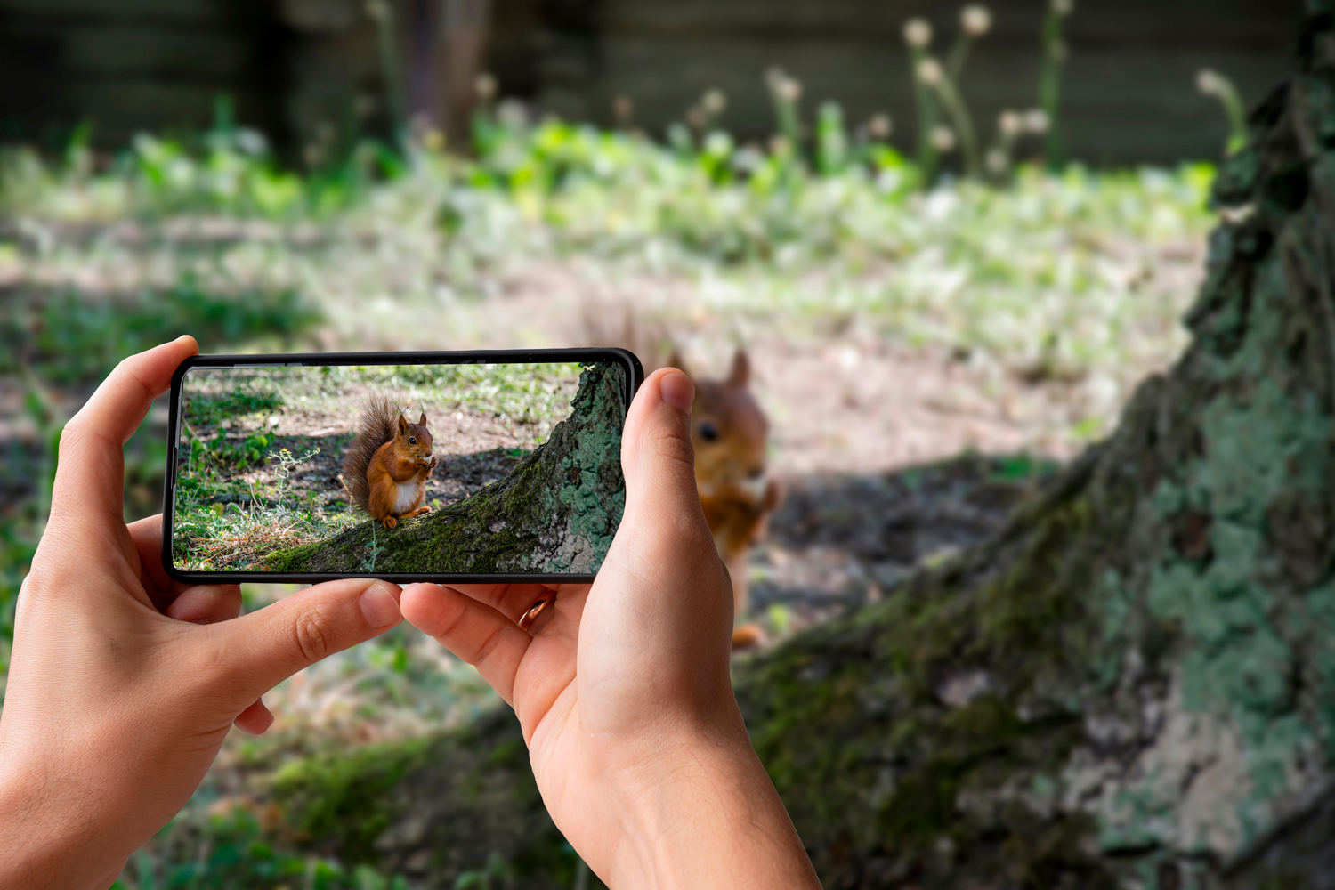 Käyttäjien tallentamien havaintojen avulla voit löytää luonnonvaraisia eläimiä lähistöltäsi.