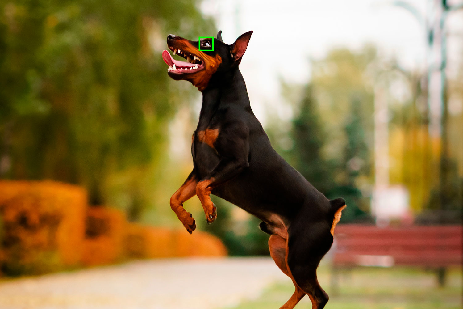 I nyare kameror kan man få skärpa på hundens öga även om den hoppar.