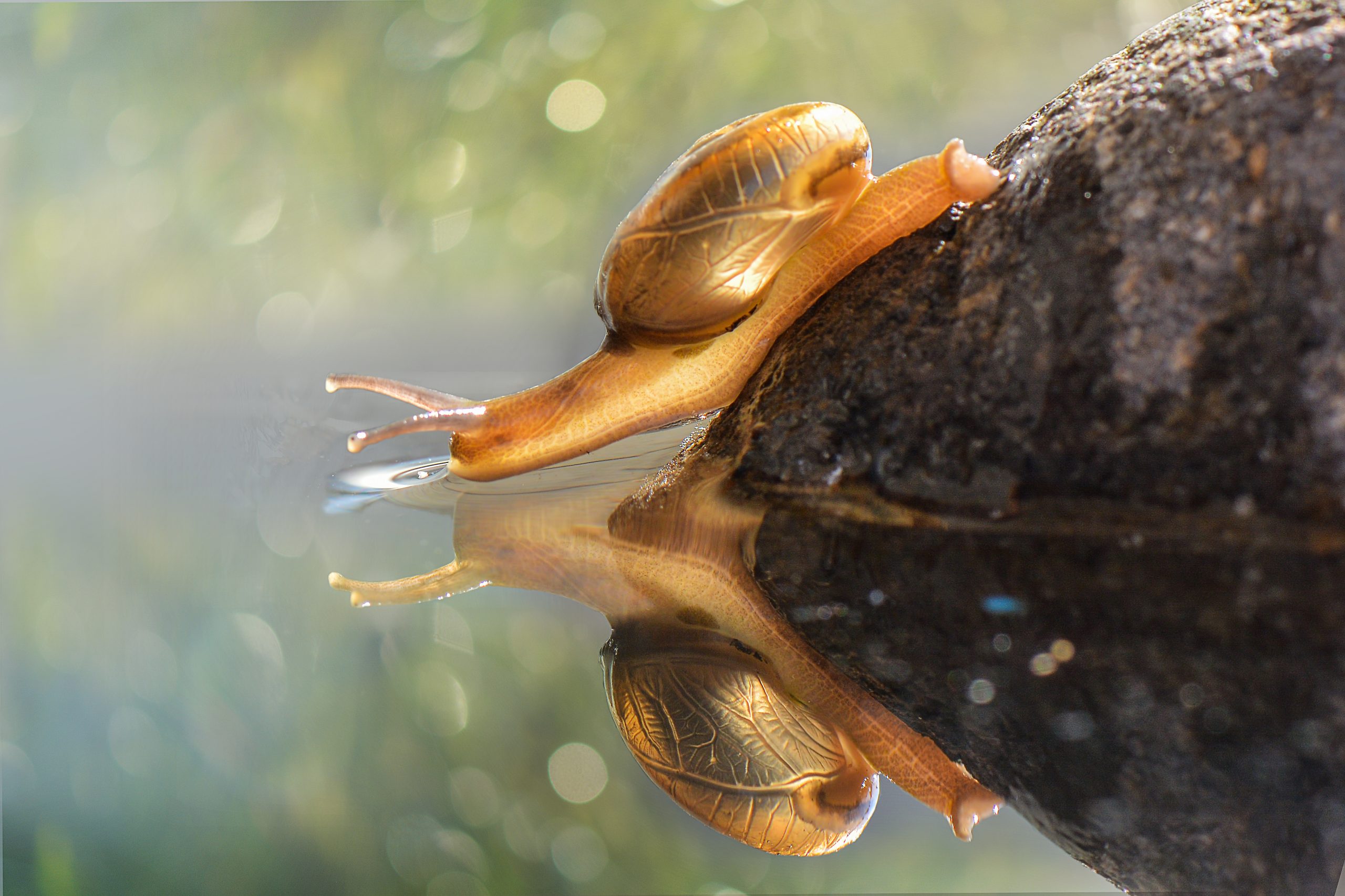 Makromotiv att fotografera i höst