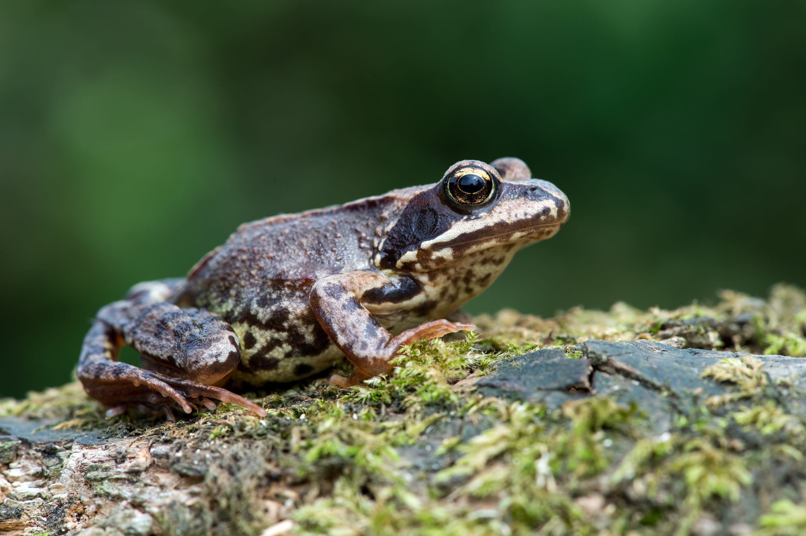 Makromotiv att fotografera i höst