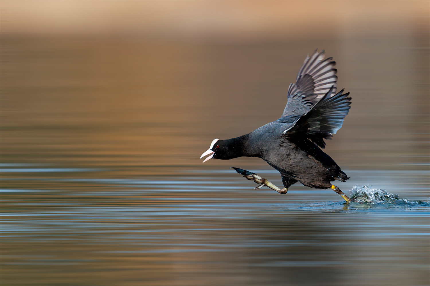 Nokikana nousee vedestä