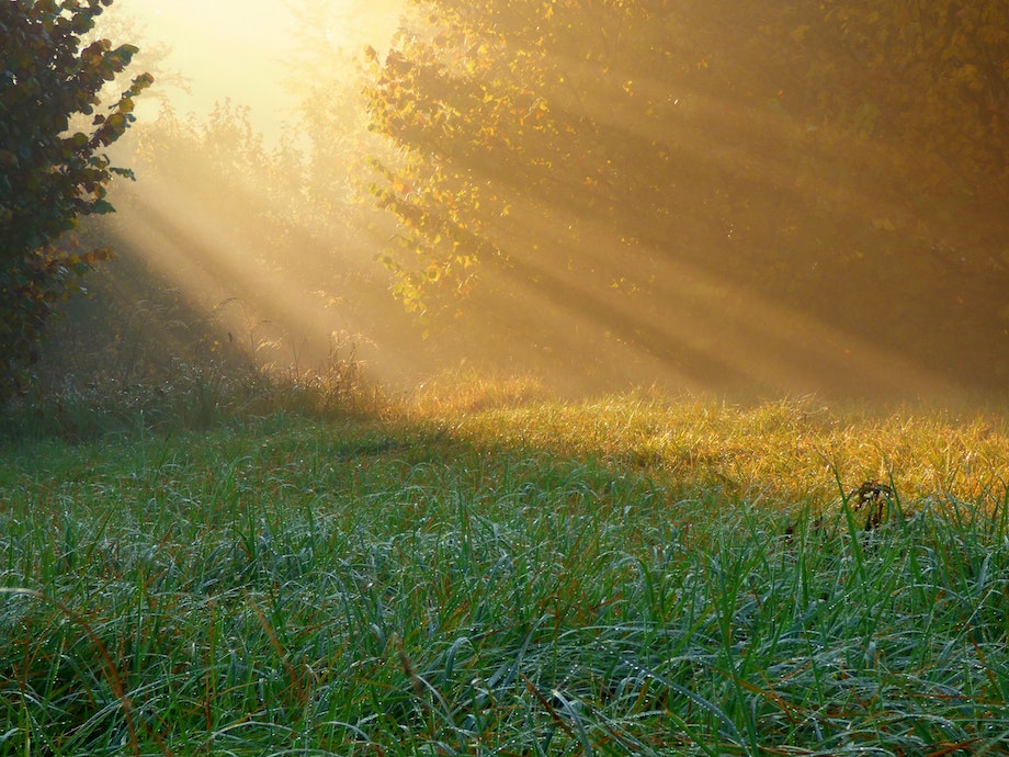 Auringonvalo siivilöytyy puiden latvuston läpi.