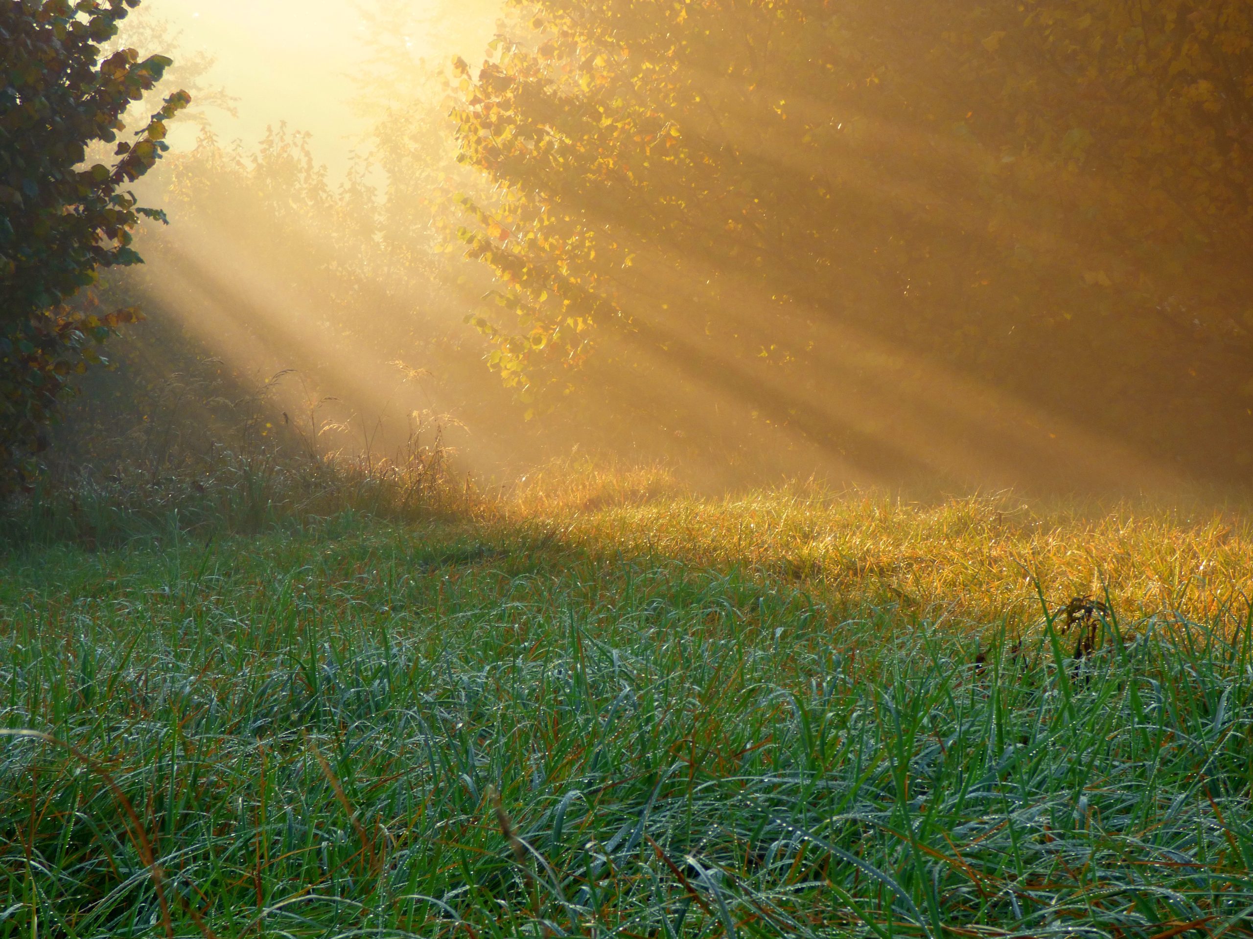 Solens lys bryder gennem træernes bevoksning.