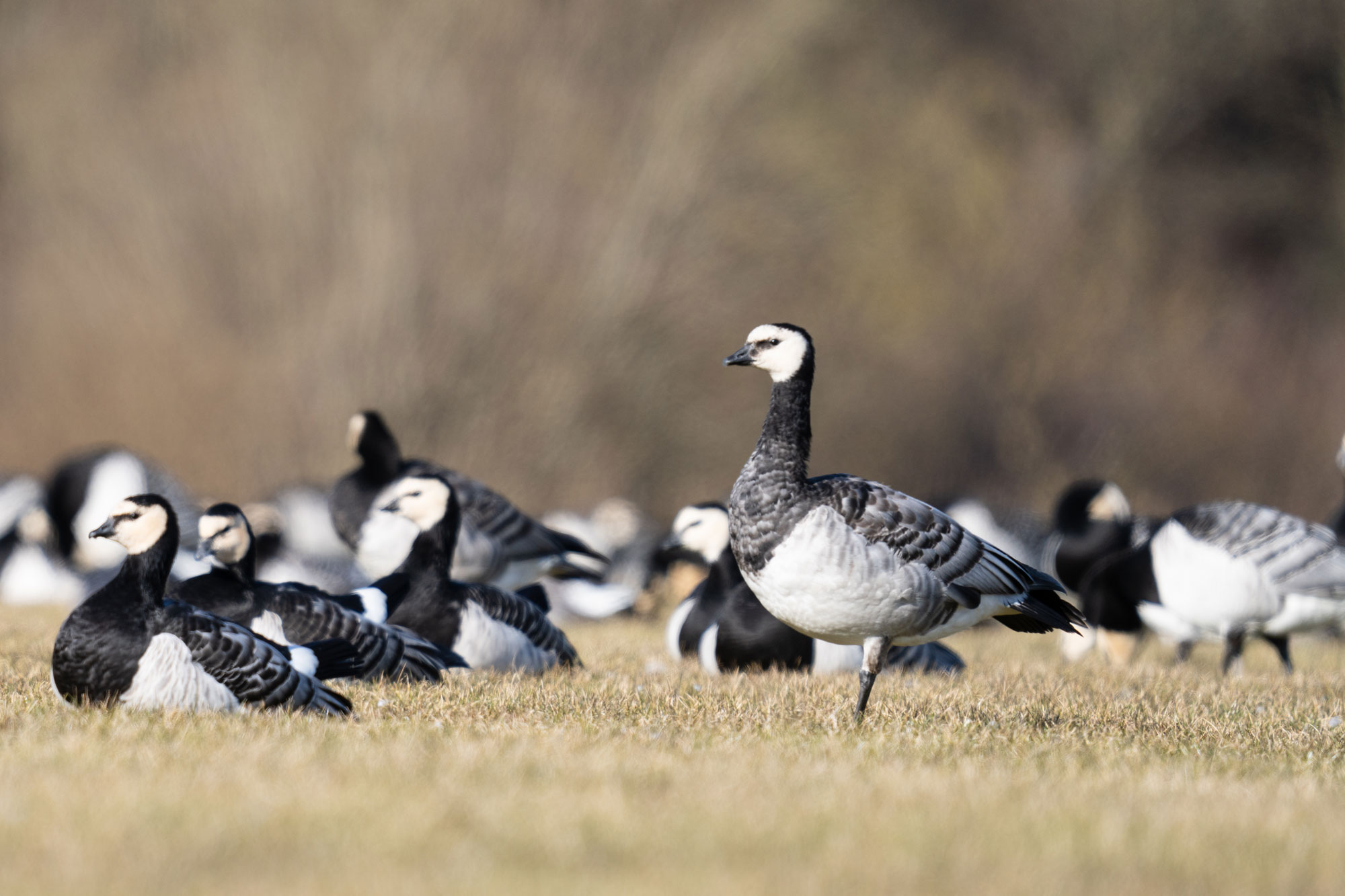En avgränsad fokuspunkt är det bästa valet för skarpa fågelbilder med flera fåglar i bilden. Då kan du placera punkten på precis den fågel som ska vara skarp.