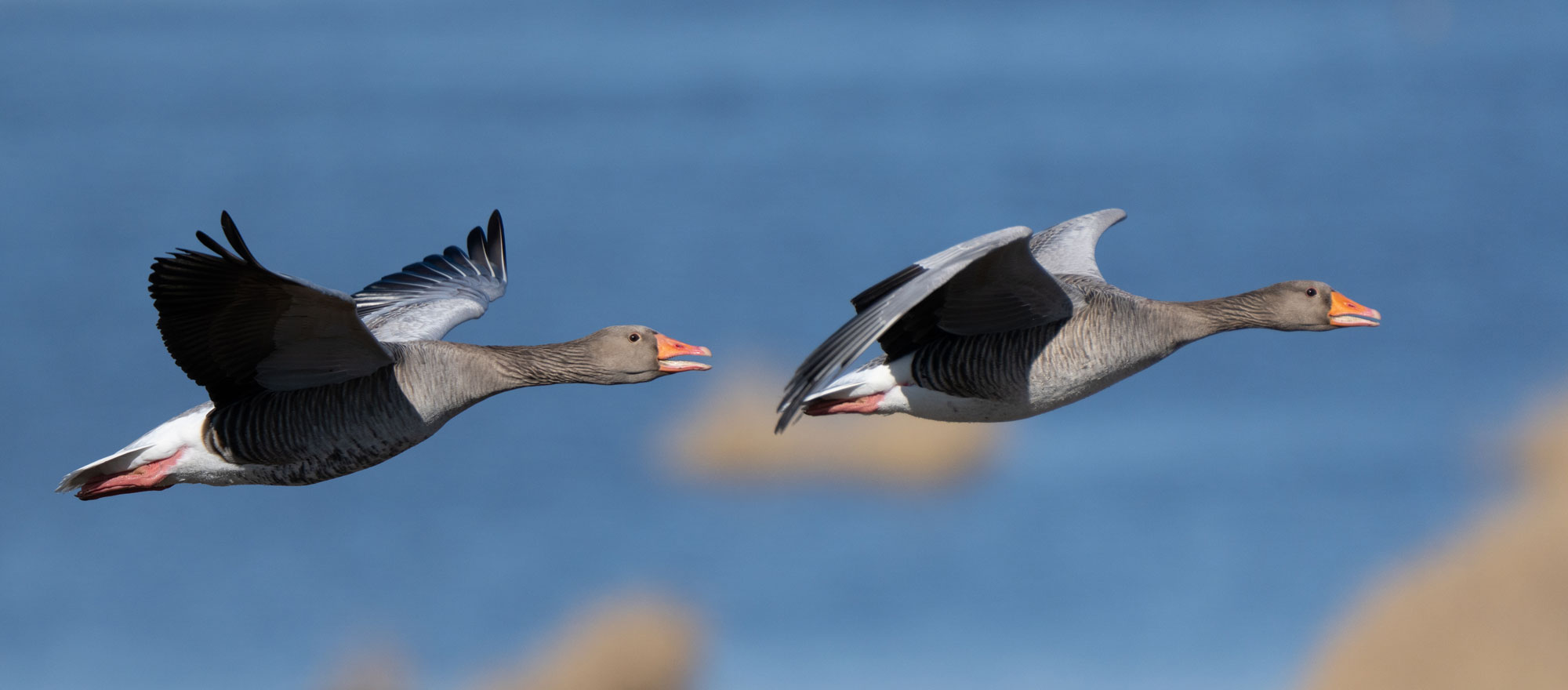 Fokus ligger perfekt i ögat på den ena gåsen. Fågelbilder med flygande fåglar blir optimala med autofokusläget Brett.
