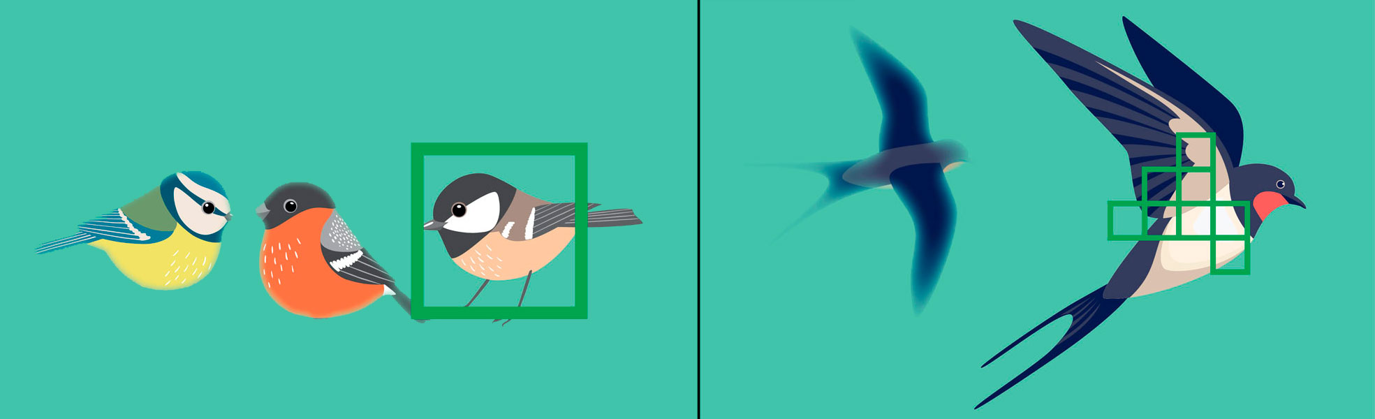 Kun kuvaat useita lintuja paikoillaan maassa, rajattu tarkennusalue on paras valinta. Lentävien lintujen kuvaamiseen taas soveltuu paremmin laaja automaattitarkennus.