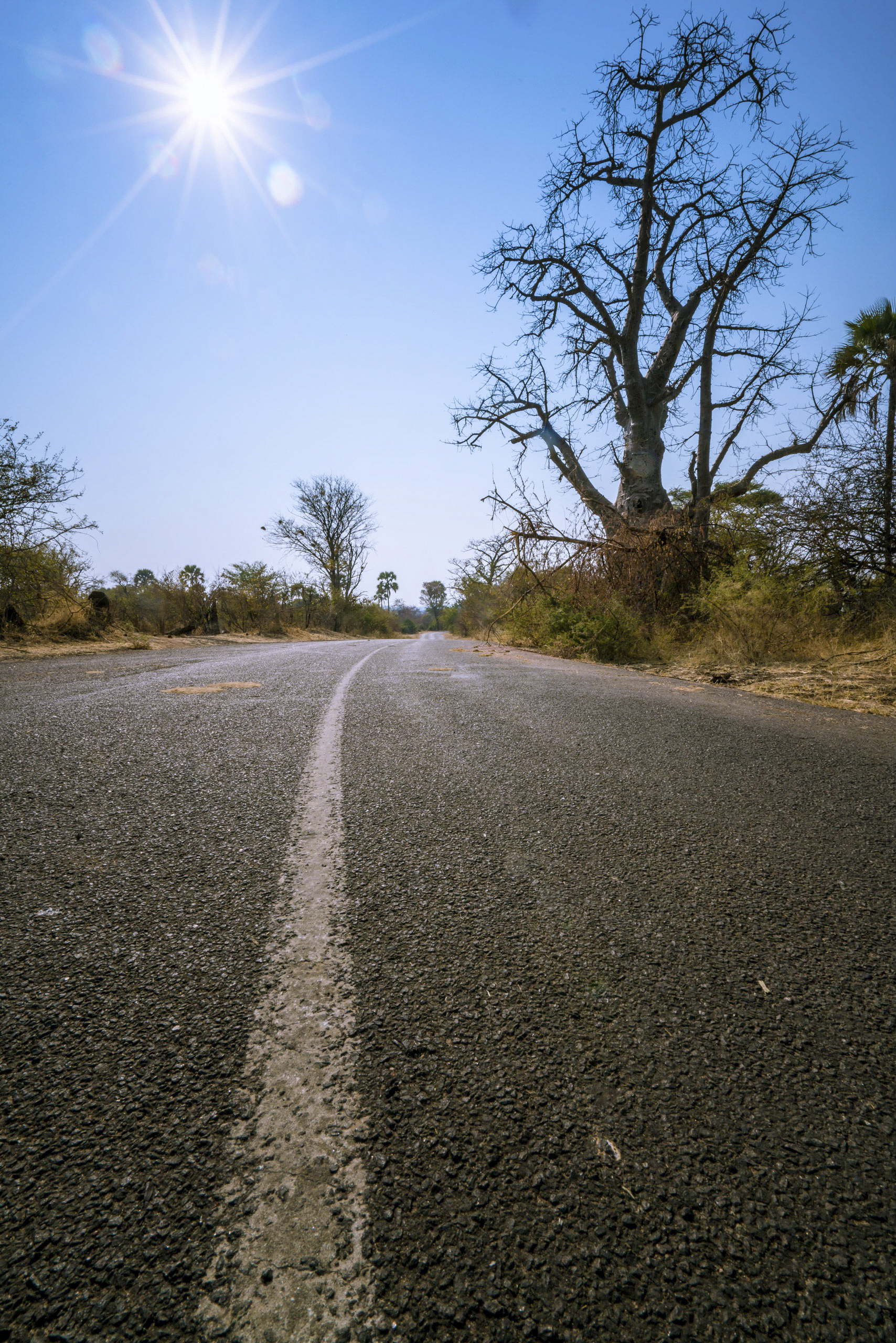 Tien linjat ohjaavat katseen taustalla näkyvään puuhun.