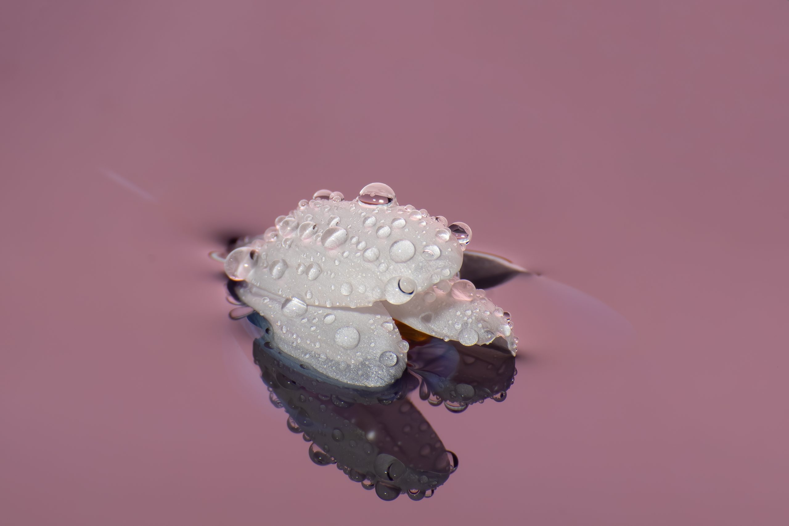 Vedessä on vesihelmien peittämä kukka.