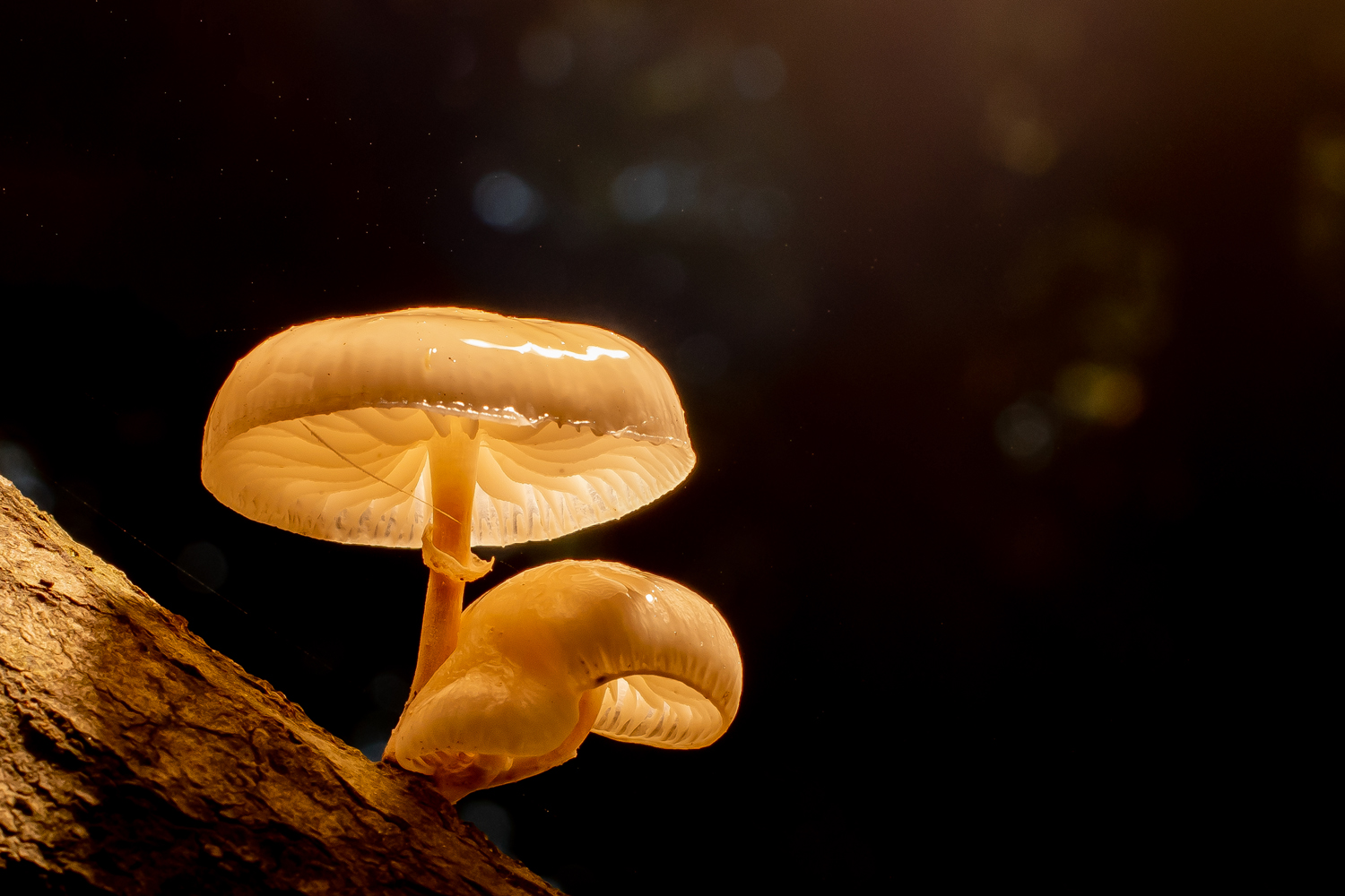 Lysende svampe sidder på træstub som er lyst op af flash