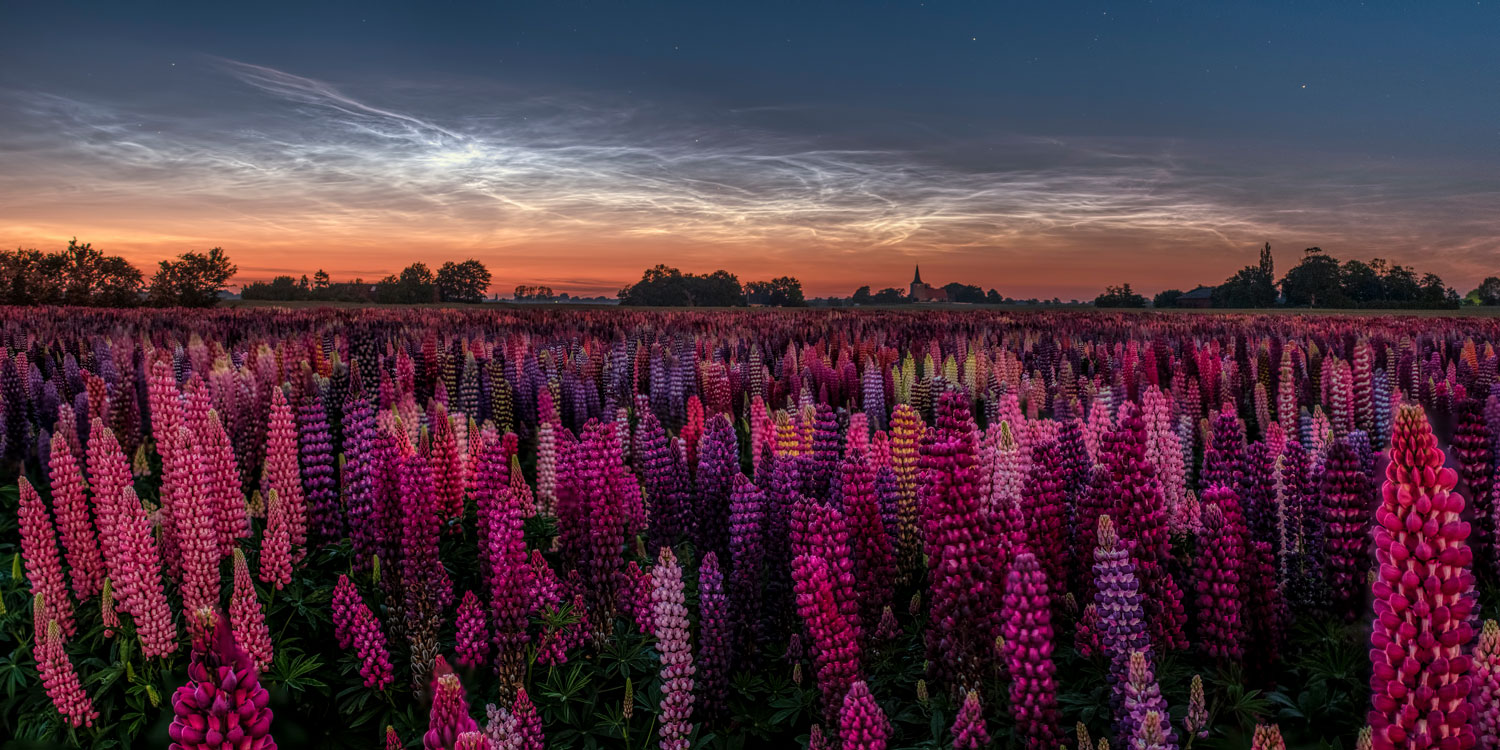 De lysende natskyer står smukt til lupinmarken i forgrunden.