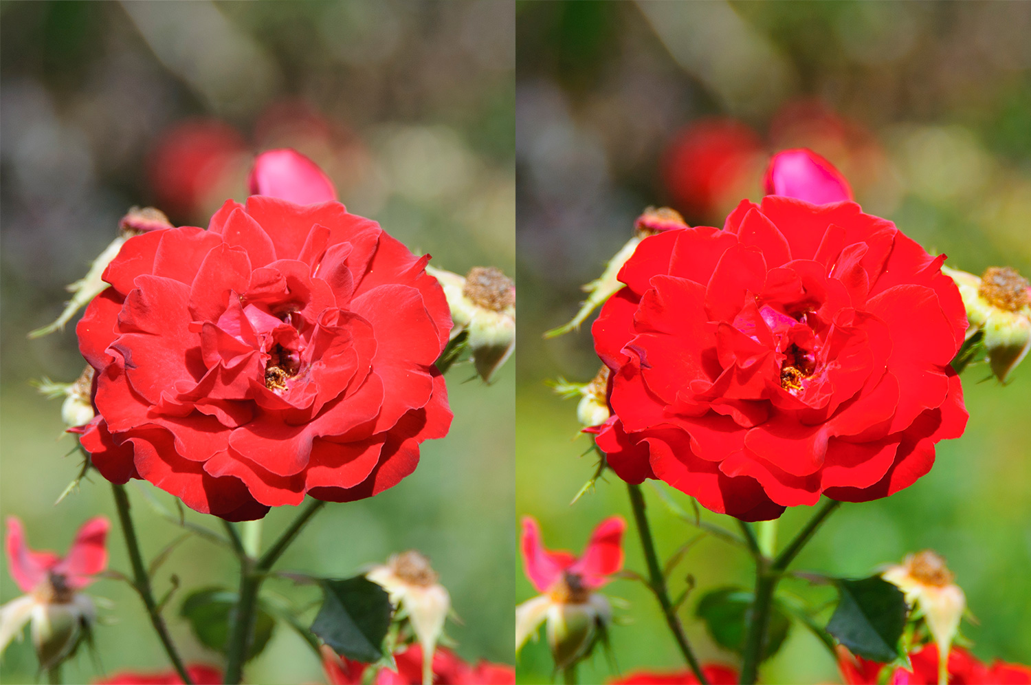 Billede af blomst i Lightroom
