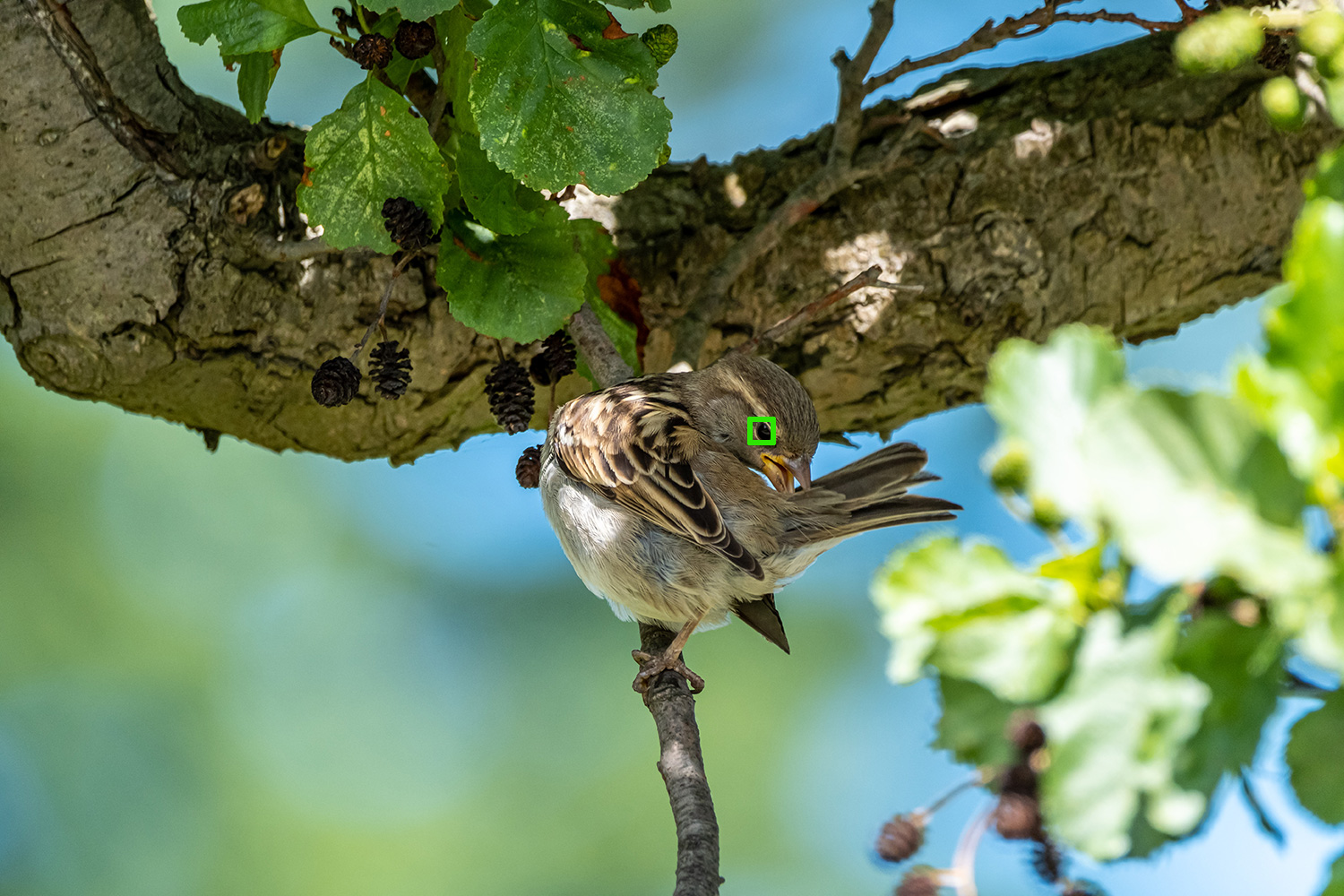 Fugl med fokusfelt på øyet