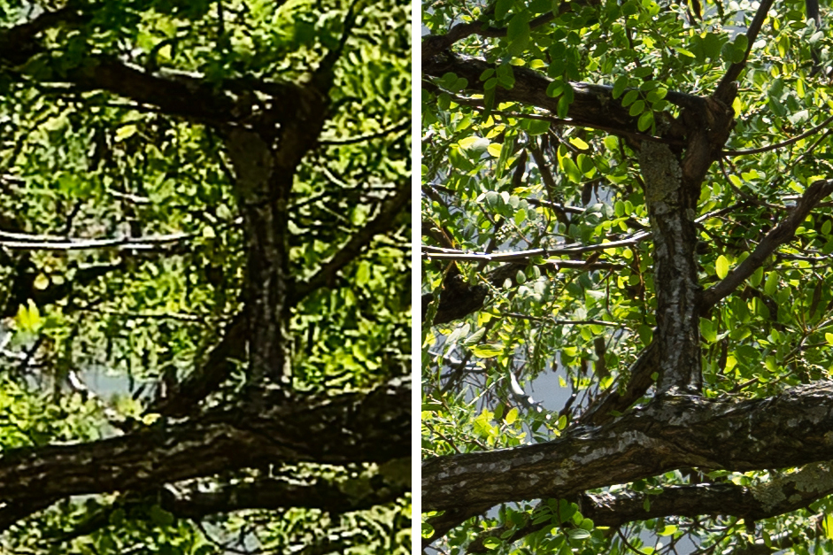 Yksityiskohta puun lehdistä.