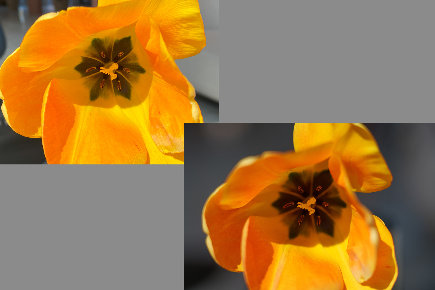 Blomst fotografert med telefon og speilløst systemkamera