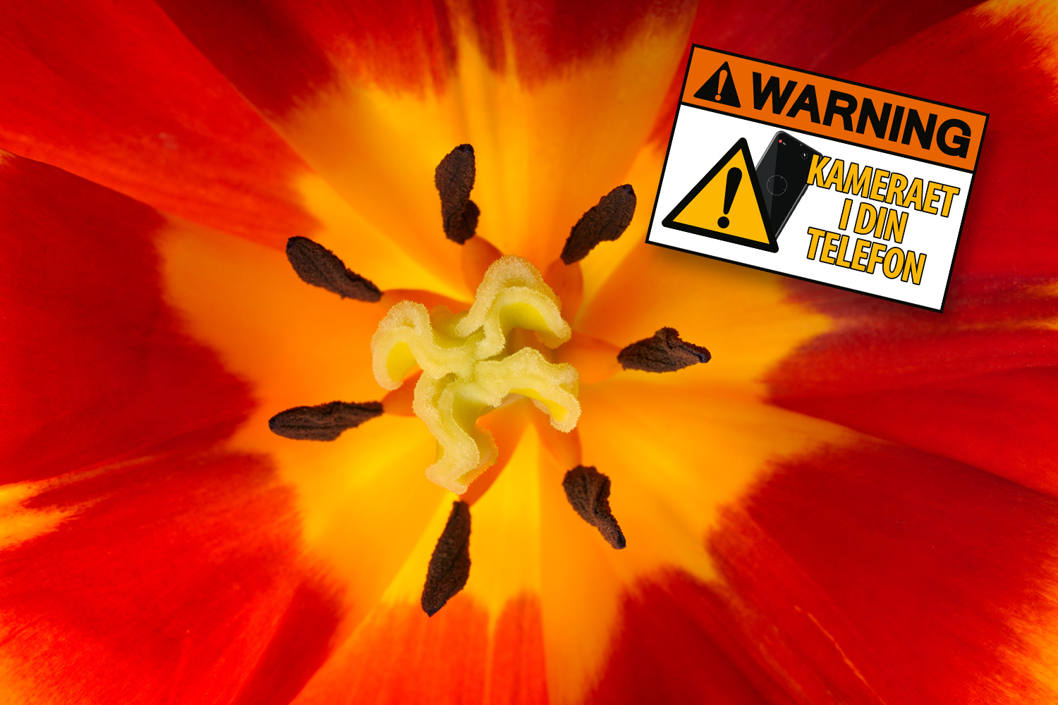 Nærbillede af blomst