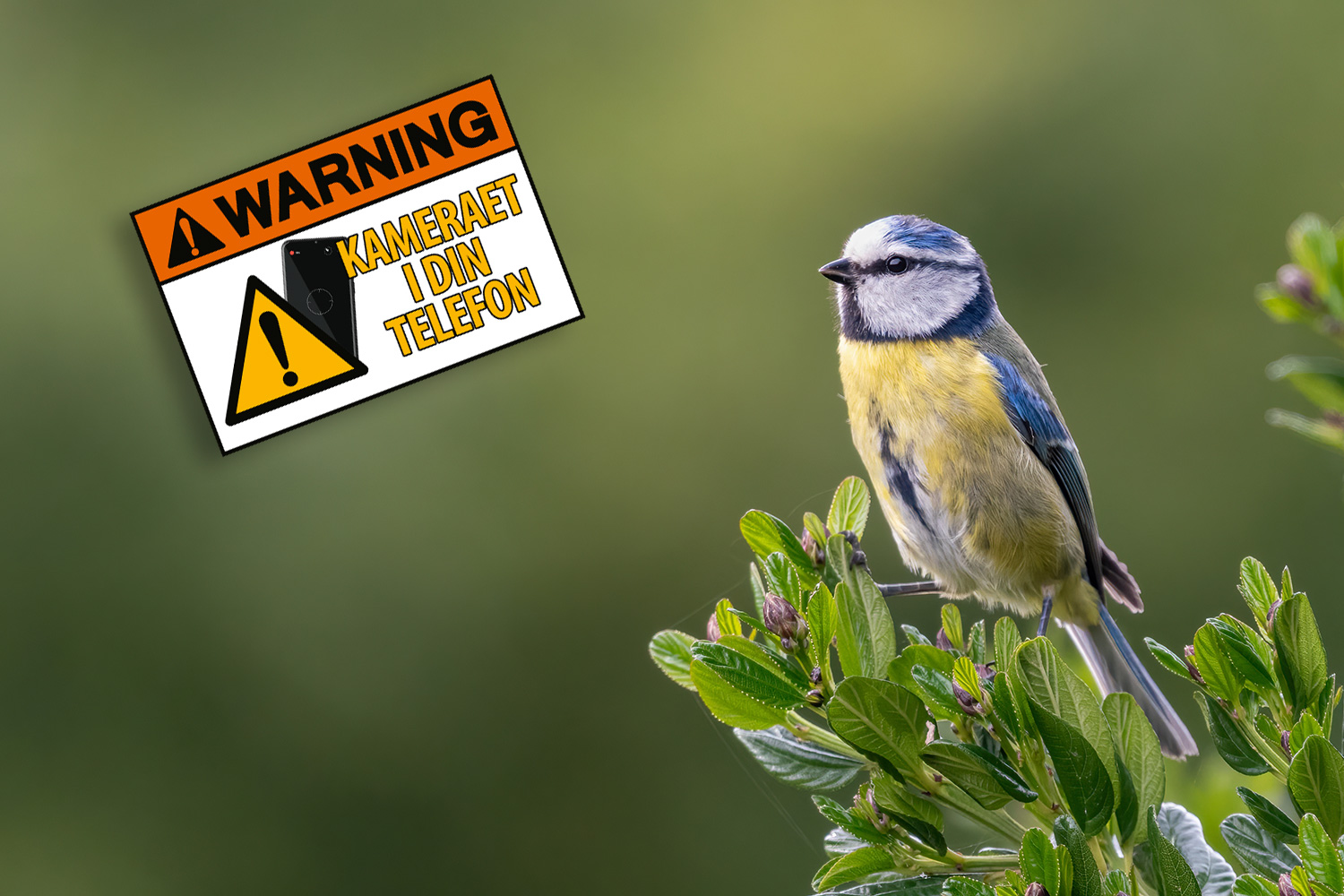 Fugl fotograferet på afstand