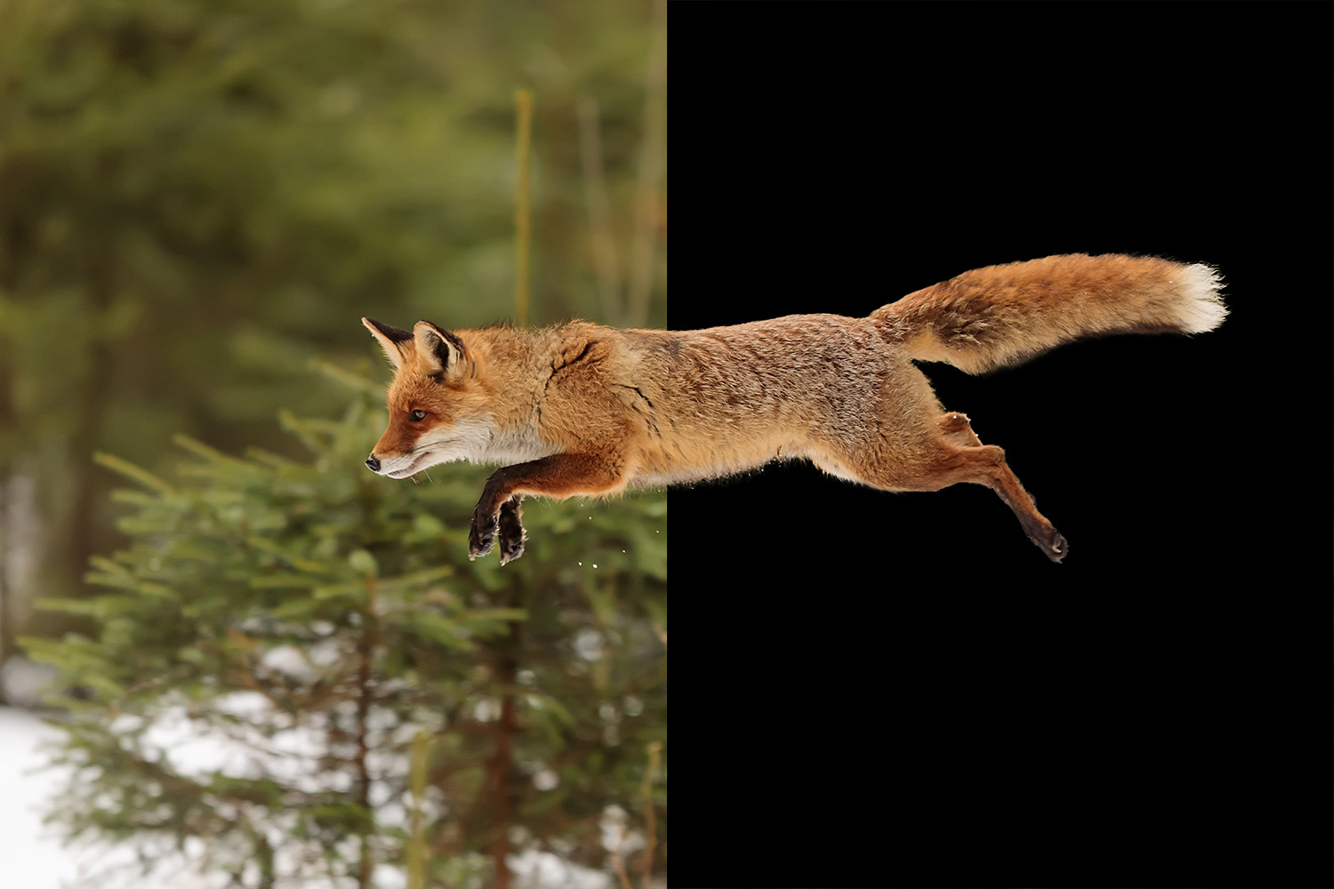 Räv som frilagts i Photoshop.