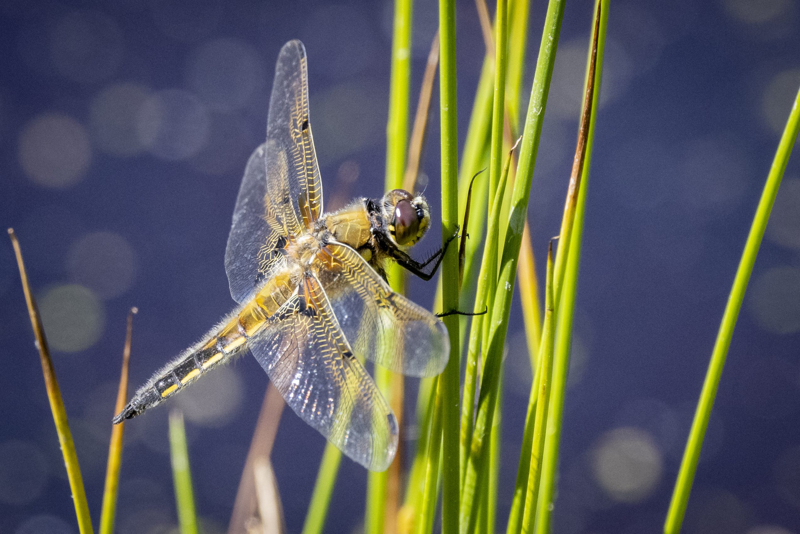 En guldsmed sidder på et strå