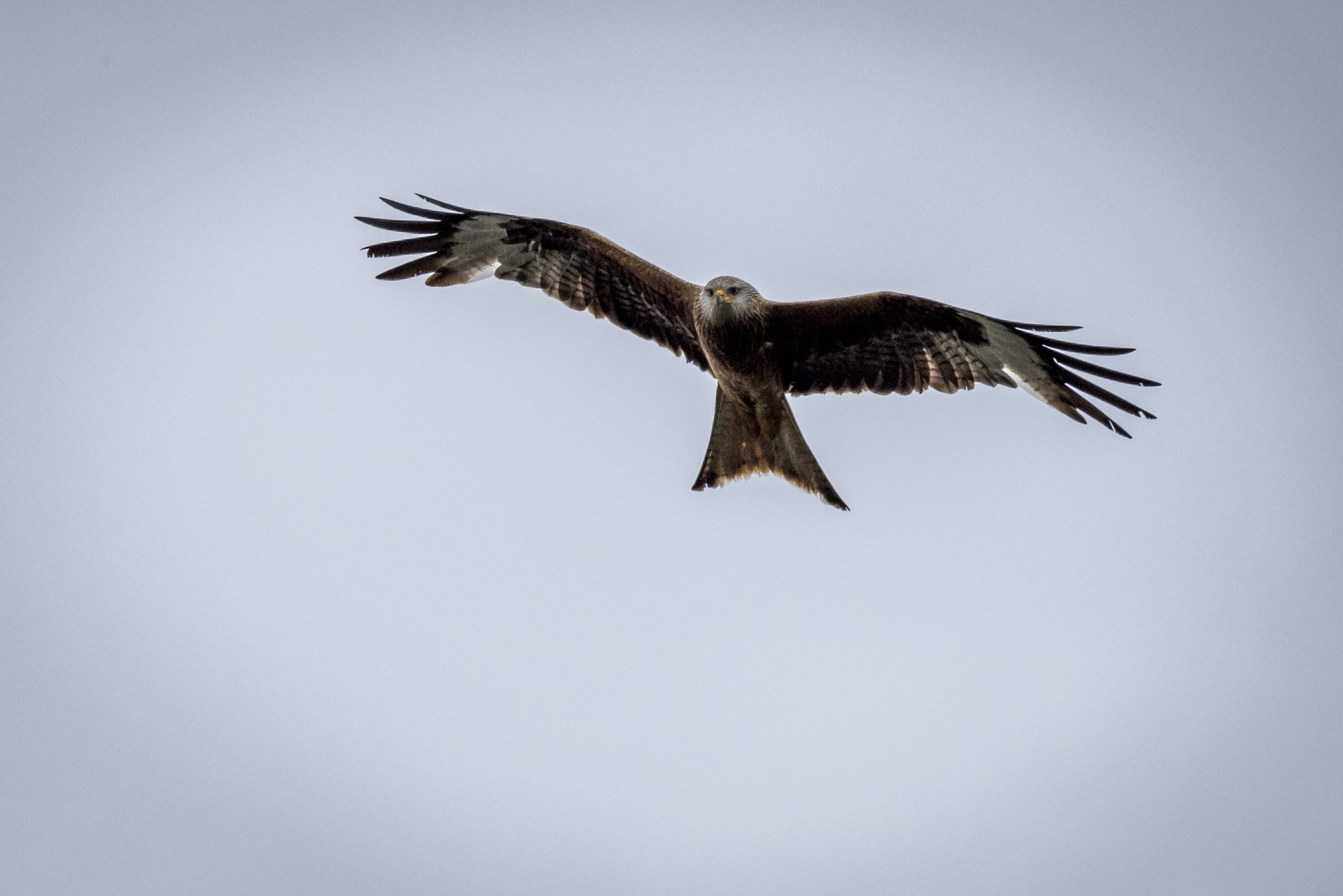 Rovfugl hænger i luften