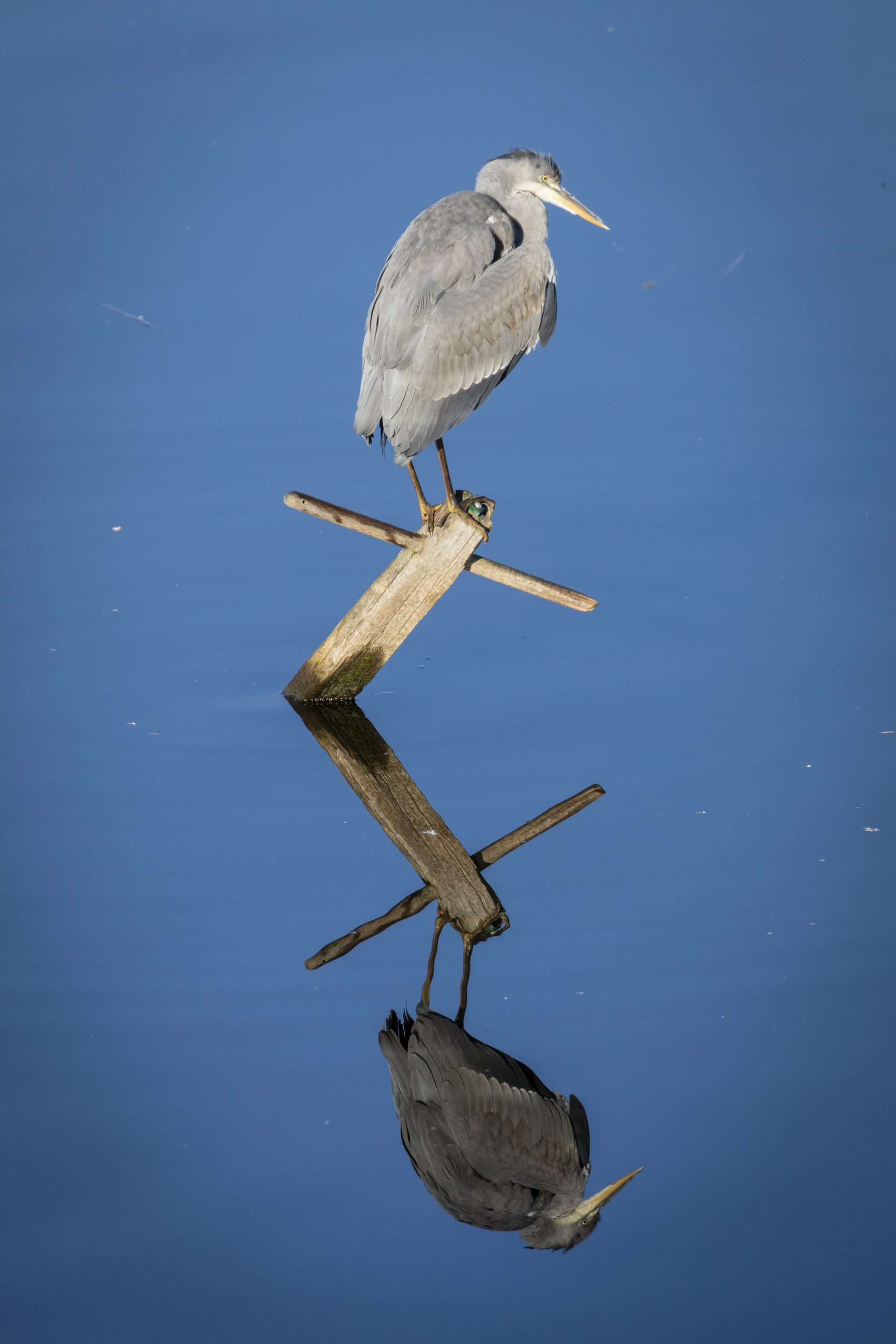 En hejre sidder på pæl i vandet