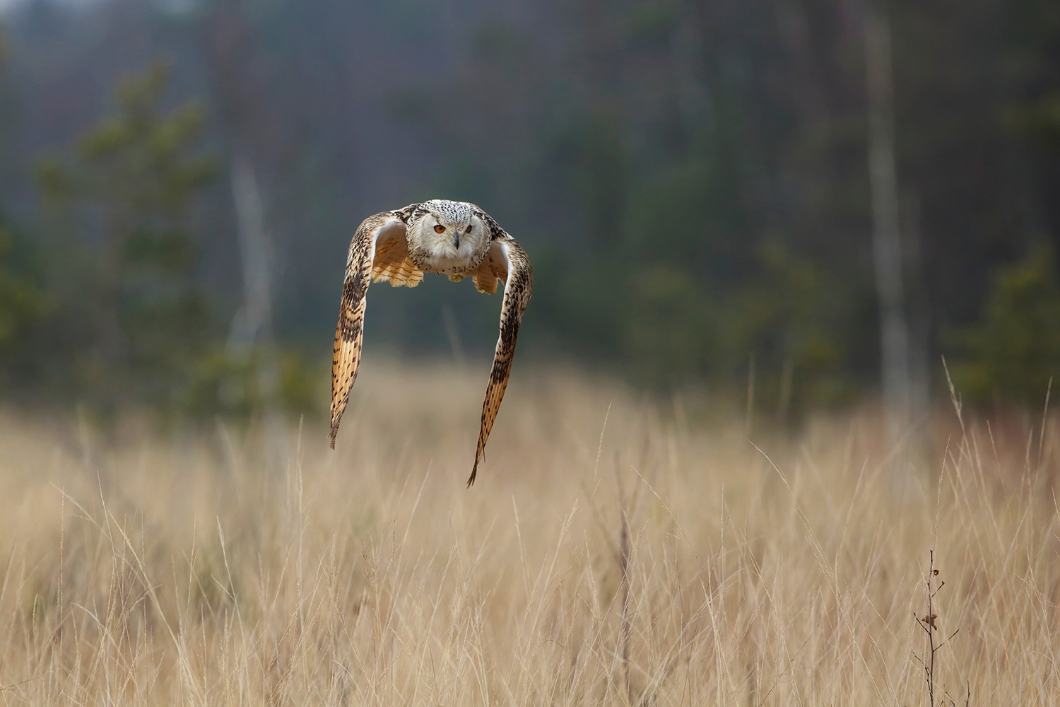 Ugle i flugt