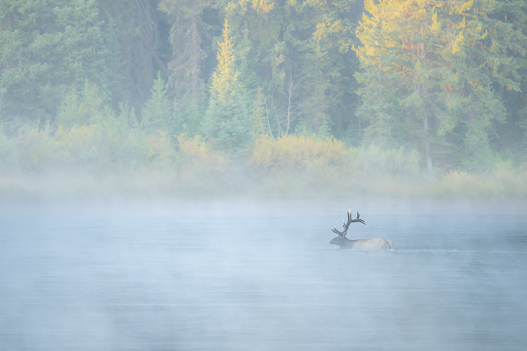 Steve Mattheis bild av en wapiti som korsar en flod.