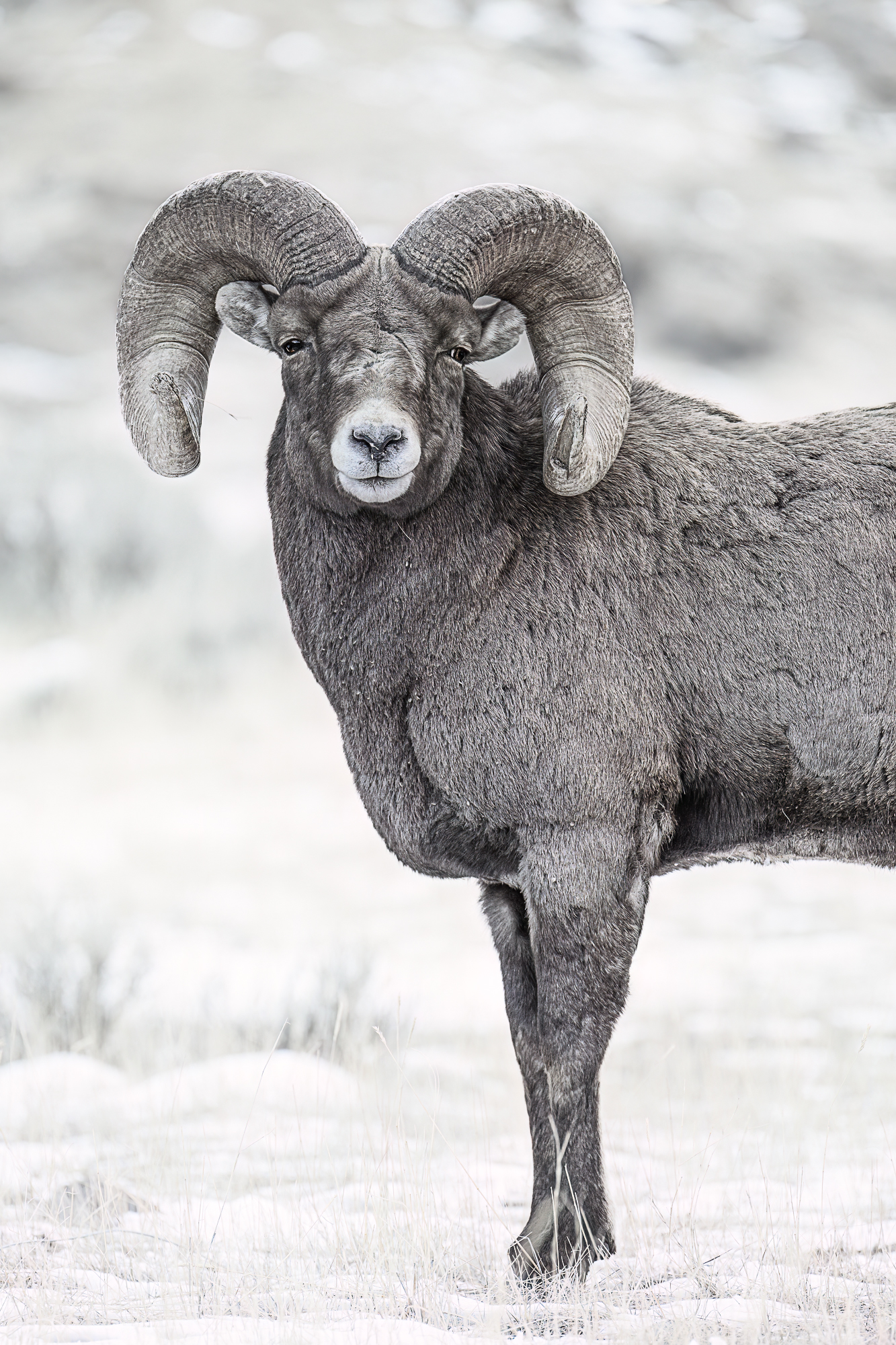 Tjockhornsfår fotograferat av Steve Mattheis. 